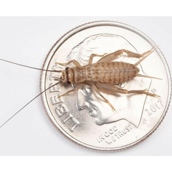 Ovipost Banded Adult Live Feed Crickets Reptile Food Medium 1/2’’ - Reptile Food 3