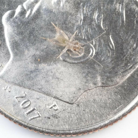 Ovipost Banded Adult Live Feed Crickets Reptile Food Pinheads - Reptile Food 3