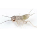 Ovipost Banded Adult Live Feed Crickets Reptile Food Pinheads - Reptile Food 1