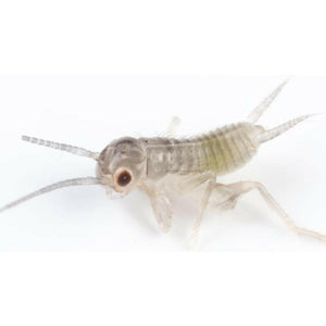 Ovipost Banded Adult Live Feed Crickets Reptile Food Pinheads - Reptile Food 1