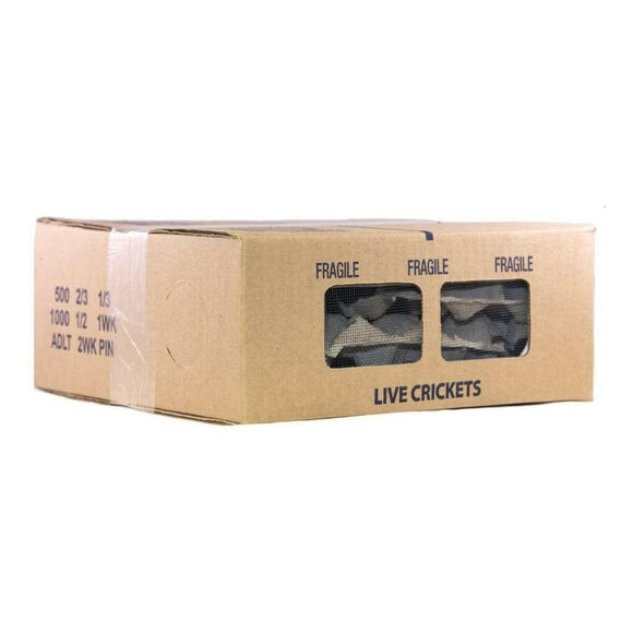 Ovipost Banded Adult Live Feed Crickets Reptile Food Small 1/4’’ - Reptile Food 4