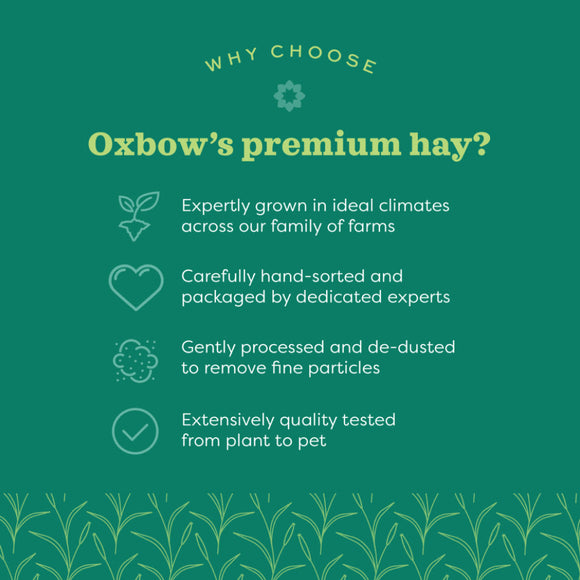Oxbow Animal Health Oat Hay for Small Animals (15 oz)