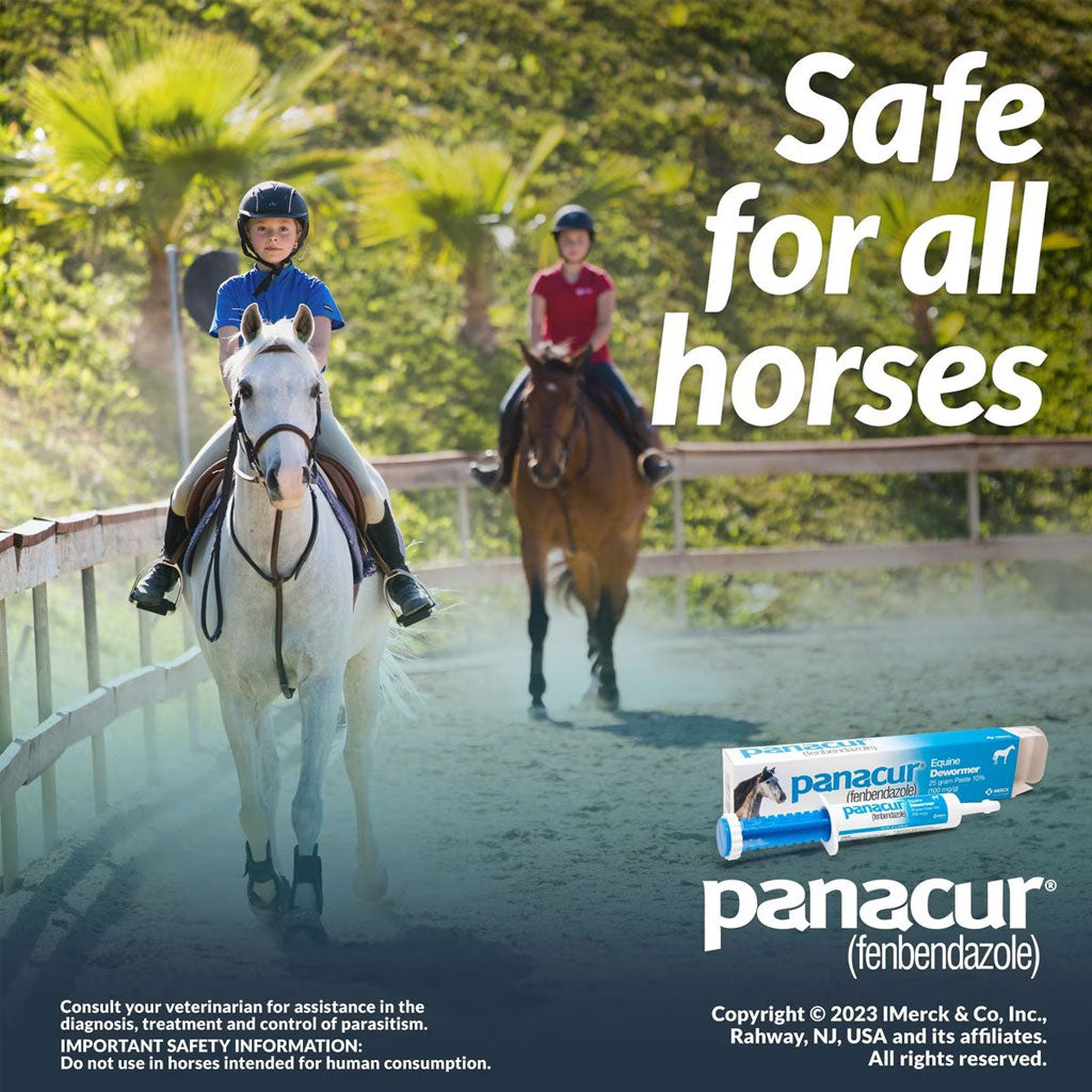 Panacur Equine Fenbendazole 25g Dewormer Paste for Horses