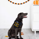 Dog wearing a Halloween-themed bandana sitting on a wooden floor with a white wall and decorative items in the background.