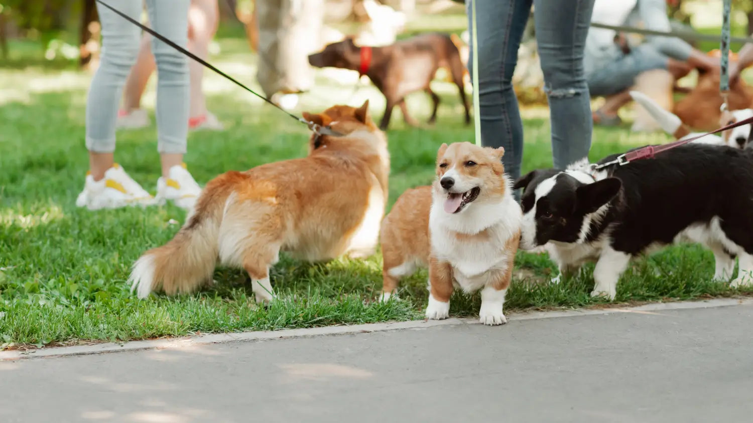 World’s Largest Pet Walk 2026: HardyPaw’s Top Picks for a Comfortable Walk