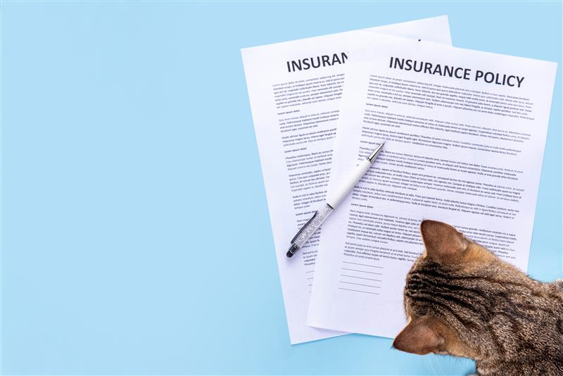 image of cat looking at few papers & a pen lying on the table