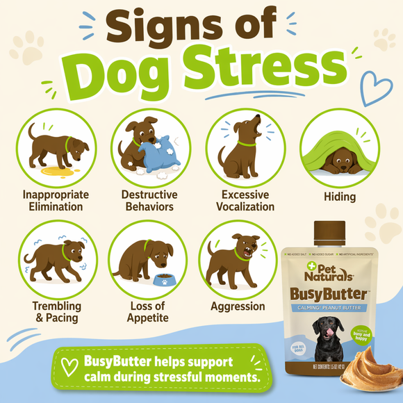 Pet Naturals BusyButter Calming Peanut Butter for Dogs (1.5 oz x 6 pouches) - Dog Calming & Anxiety Supplements 6