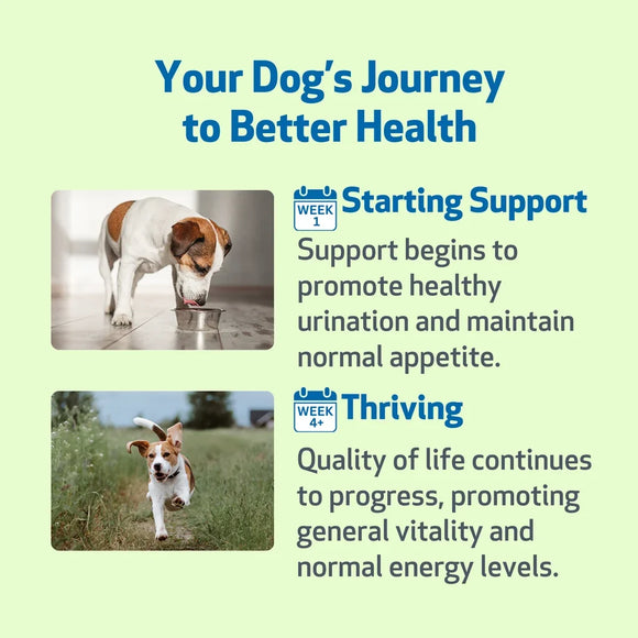Pet Wellbeing Kidney Support Gold for Dogs - Cat Supplements & Vitamins 8