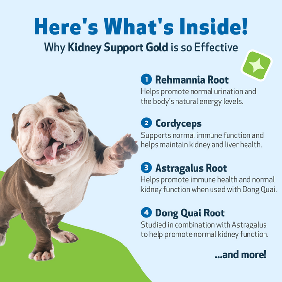 Pet Wellbeing Kidney Support Gold for Dogs - Dog Vitamins & Supplements 4