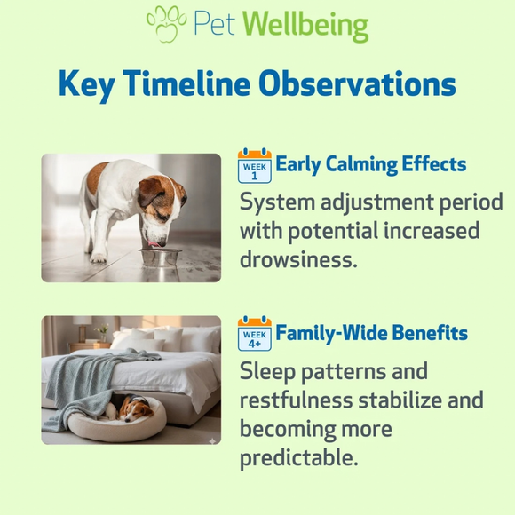 Pet Wellbeing Pet Melatonin for Dogs - Dog Supplements & Vitamins 12
