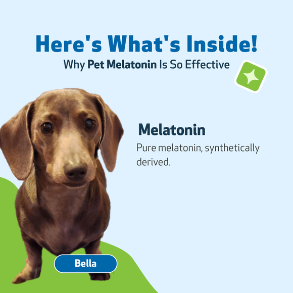 Pet Wellbeing Pet Melatonin for Dogs - Dog Supplements & Vitamins 5