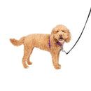 PetSafe 3-in-1 Dog Harness with Car Control Strap, Plum SM