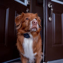 PetSafe Audible Bark Collar with Soundburst Technology