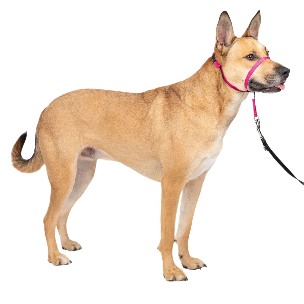 PetSafe Gentle Leader Headcollar for Dogs Raspberry Comfort