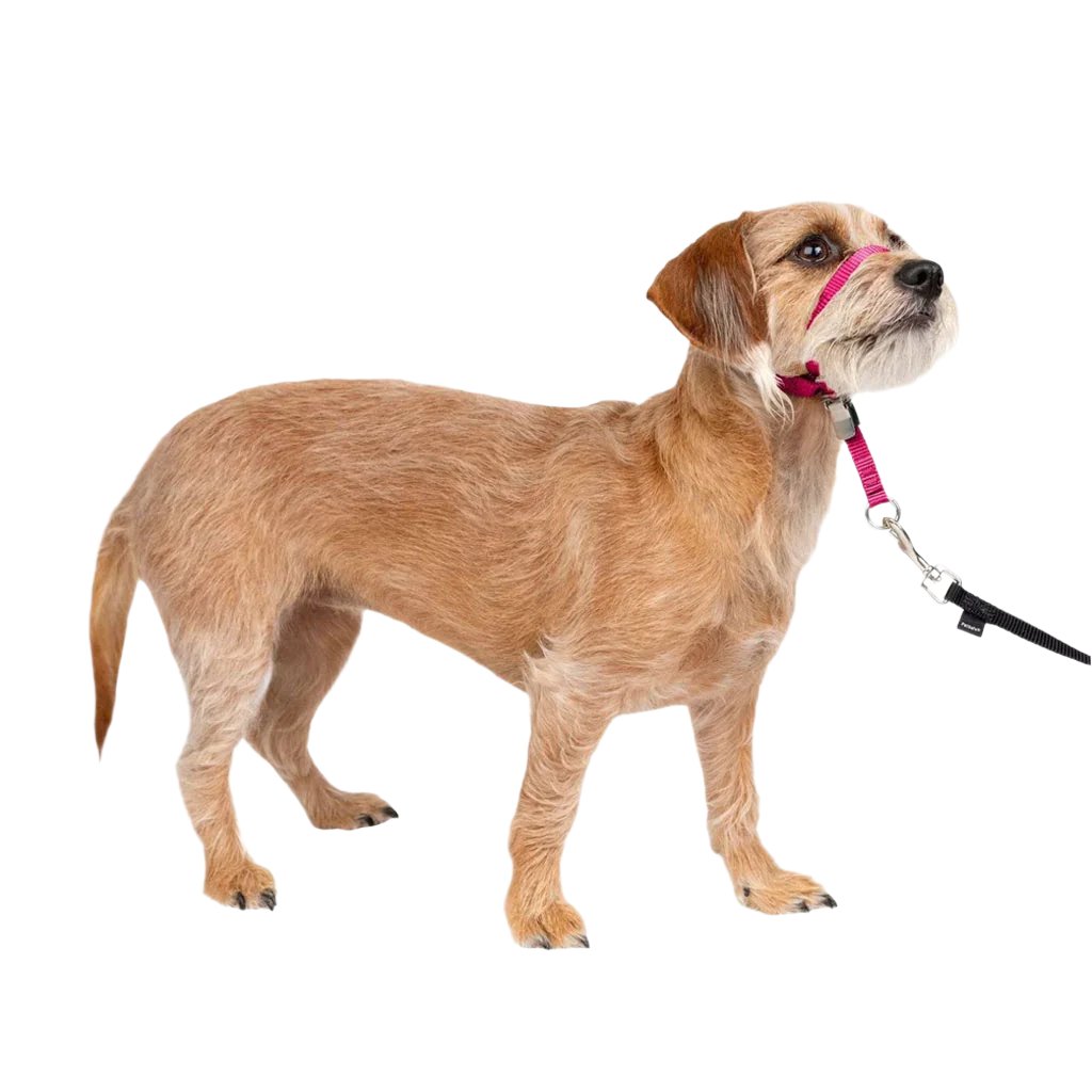 PetSafe Gentle Leader Headcollar for Dogs Raspberry Comfort