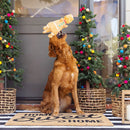 PetShop by Fringe Studio Cookie-Saurus Plush Dog Toy - Dog Toys 3