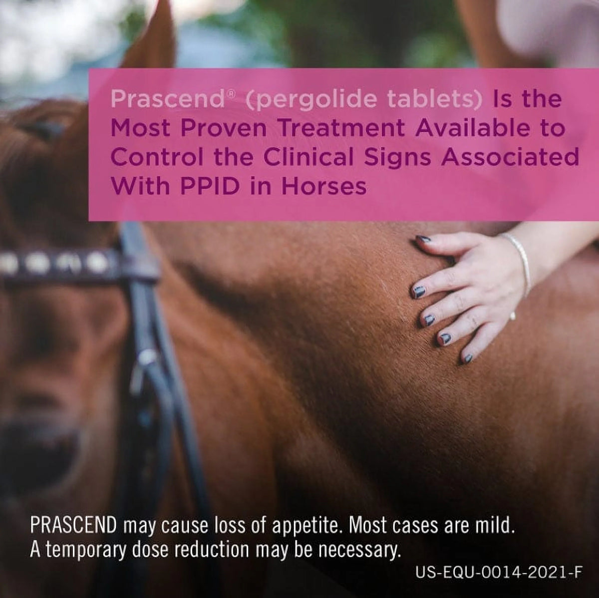 Prascend (Pergolide) for Horses| 1mg | PPID Control