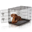 Dog inside a black wire crate on a white background