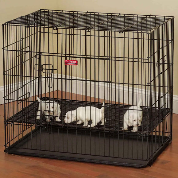 Black wire dog crate with three white dogs inside on a wooden floor.