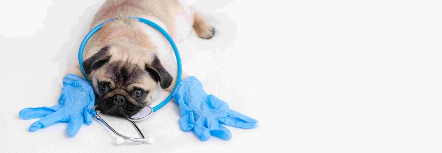 Dog Kidney Supplements: 7 Effective Ways to Support Canine Kidney Health