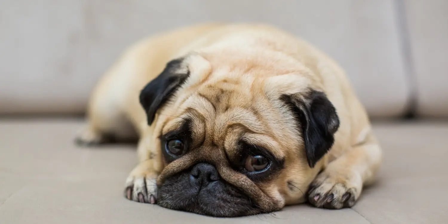 8 Heat-Sensitive Dog Breeds That Need Protection This Summer