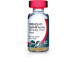 PureVax Feline 4/Rabies (RCCP + rRabies-1YR) Vaccine