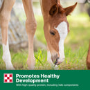 Purina Omolene 300 Mare & Foal Horse Feed 50-lb - Horse Feed & Treats 7