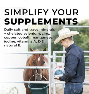 Redmond Daily Red Fortified Loose Mineral Salt for Horses (5 lb) - Horse Care 2