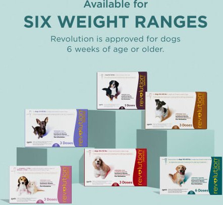 Revolution Topical Solution for Dogs - Pet Medicine 6