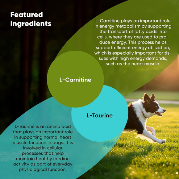 Rooted Owl Natural Cardio Support Supplement for Dogs (60 capsules) - Pets Vitamins & Supplements 4