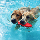 Ruff Daw Durable Floating Dog Toy Assorted Colors - Dog Toys 7