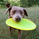 Ruff Dawg Durable Dog Toy Assorted Colors - Dog Toys 12