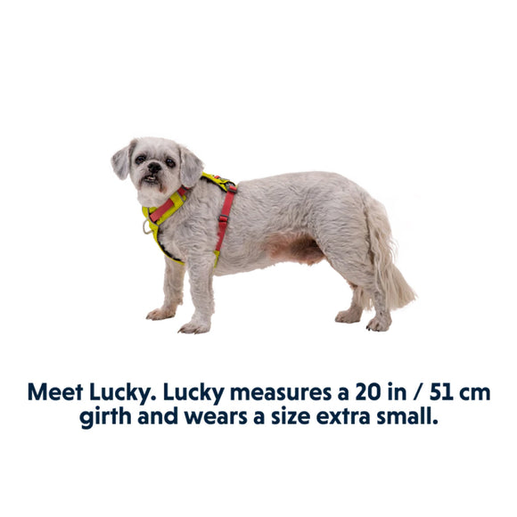Ruffwear Hi & Light Dog Harness - Pet Collars & Harnesses 8