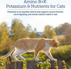 Rx Vitamins Amino B + K Kidney Support for Cats (4 oz) - Cat Supplements & Vitamins 2