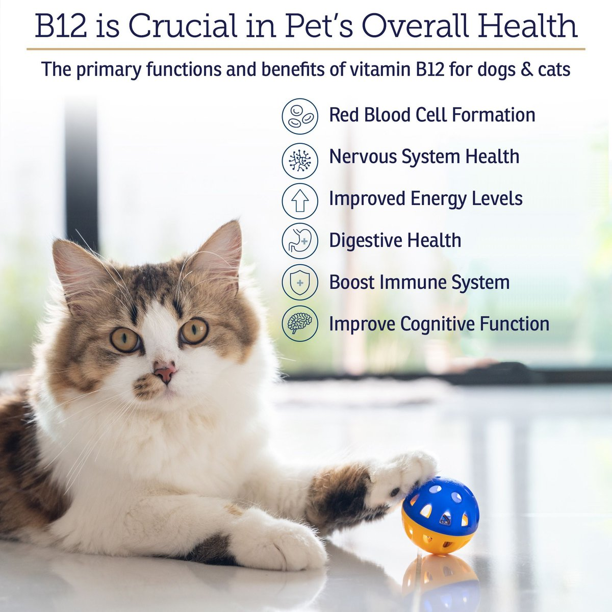 Rx Vitamins Rx B12 Liquid Digestive Supplement for Dogs & Cats