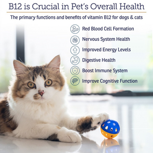 Rx Vitamins Rx B12 Liquid Digestive Supplement For Dogs and Cats (4 oz) - Dog & Cat Supplements & Vitamins 2
