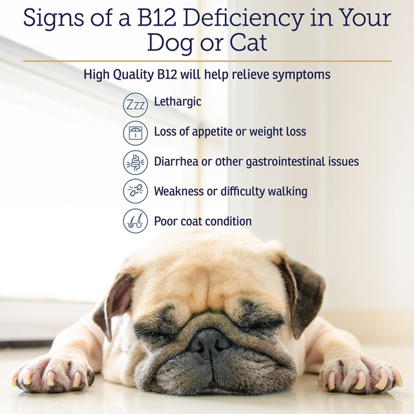 Rx Vitamins Rx B12 Liquid Digestive Supplement for Dogs & Cats
