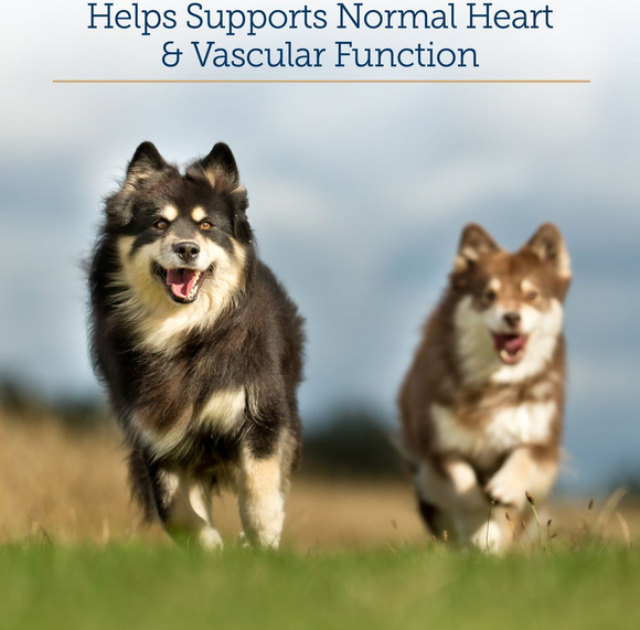 Rx Vitamins Formula CV For Dogs and Cats (90 caps) - Cat Supplements & Vitamins 4