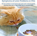 Rx Vitamins Hepato Liquid Liver Supplement for Dogs & Cat -Chicken Flavor (4 oz) - Dog & Cat Supplements & Vitamins 4