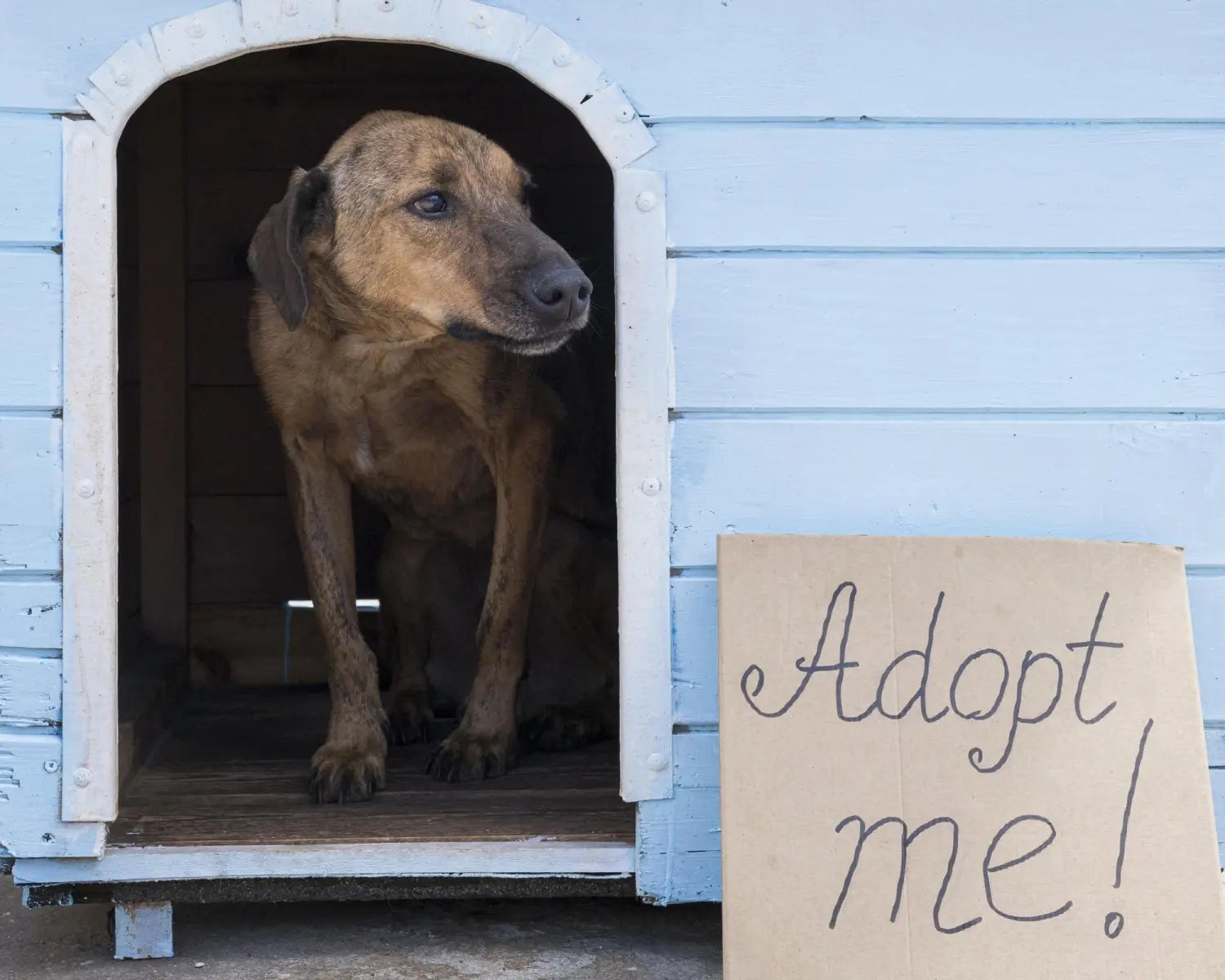 senior dog waiting to be adopted