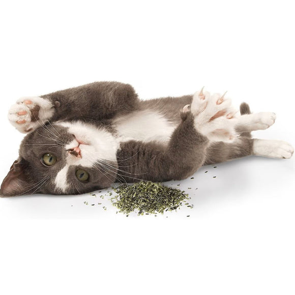 SmartyKat Certified Organic Catnip 2-oz - Cat Catnip 3