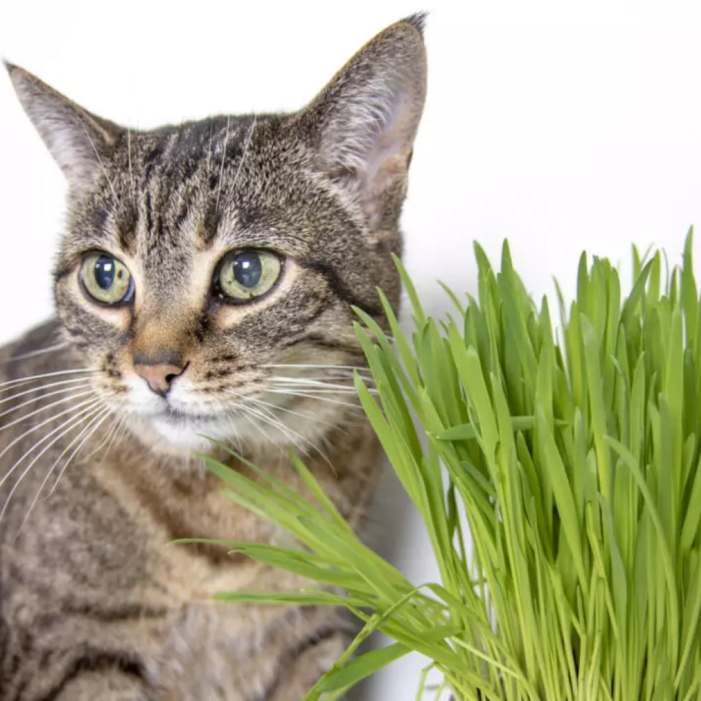 SmartyKat Sweet Greens Organic Oat Grass Grow Kit for Cats