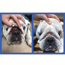 The applicator is made from soft BPA-free silicone that helps reduce the risk of scratching or irritating delicate areas such as facial wrinkles and tear stain zones.