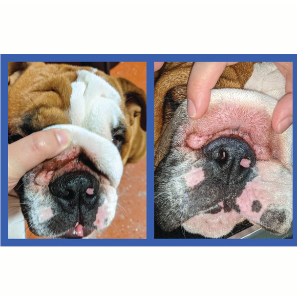 dog is having issues
