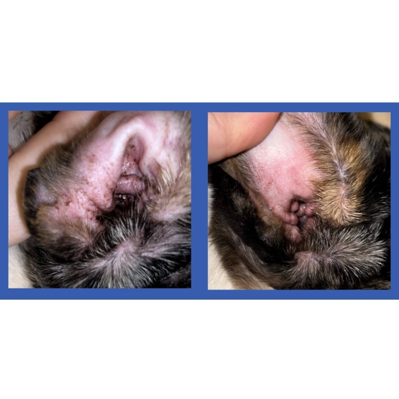  Keeps ears healthy, reducing infections and discomfort associated with ear problems.
