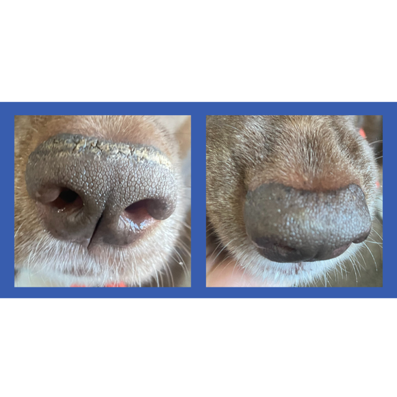Squishface Nose Balm for Dry Cracked Noses for Dogs (1.75 oz) - Dog Grooming Supplies 4