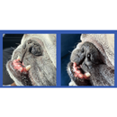 Squishface Nose Balm for Dry Cracked Noses for Dogs (1.75 oz) - Dog Grooming Supplies 5