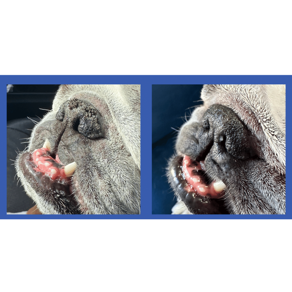 Squishface Nose Balm for Dry Cracked Noses for Dogs (1.75 oz) - Dog Grooming Supplies 5