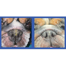 Squishface Nose Balm for Dry Cracked Noses for Dogs (1.75 oz) - Dog Grooming Supplies 6