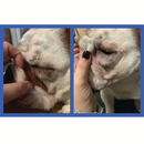 Protects your pup’s skin folds by keeping harmful bacteria and fungus away naturally